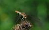 Sympetrum meridionale